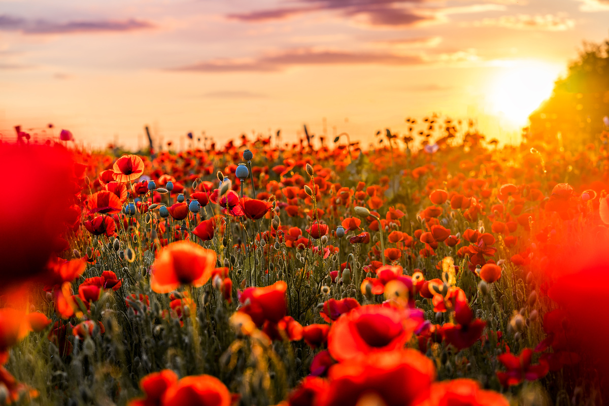 Red Flowers in Bloom